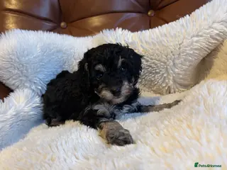 Cavapoo dogs Cavapoo from DNA PARENTS - Advert 2