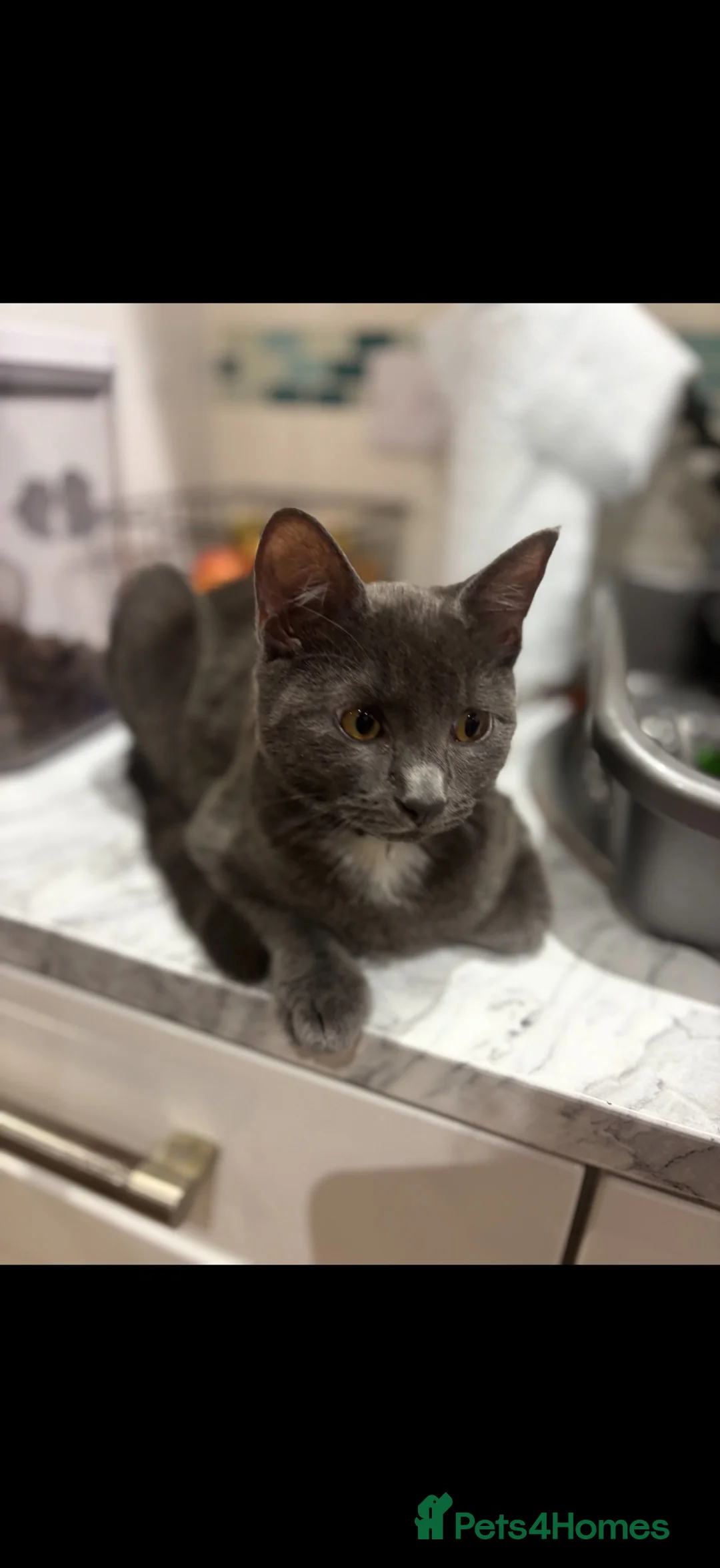 British Shorthair cats for sale: 2 British short hair cross  - Advert 1