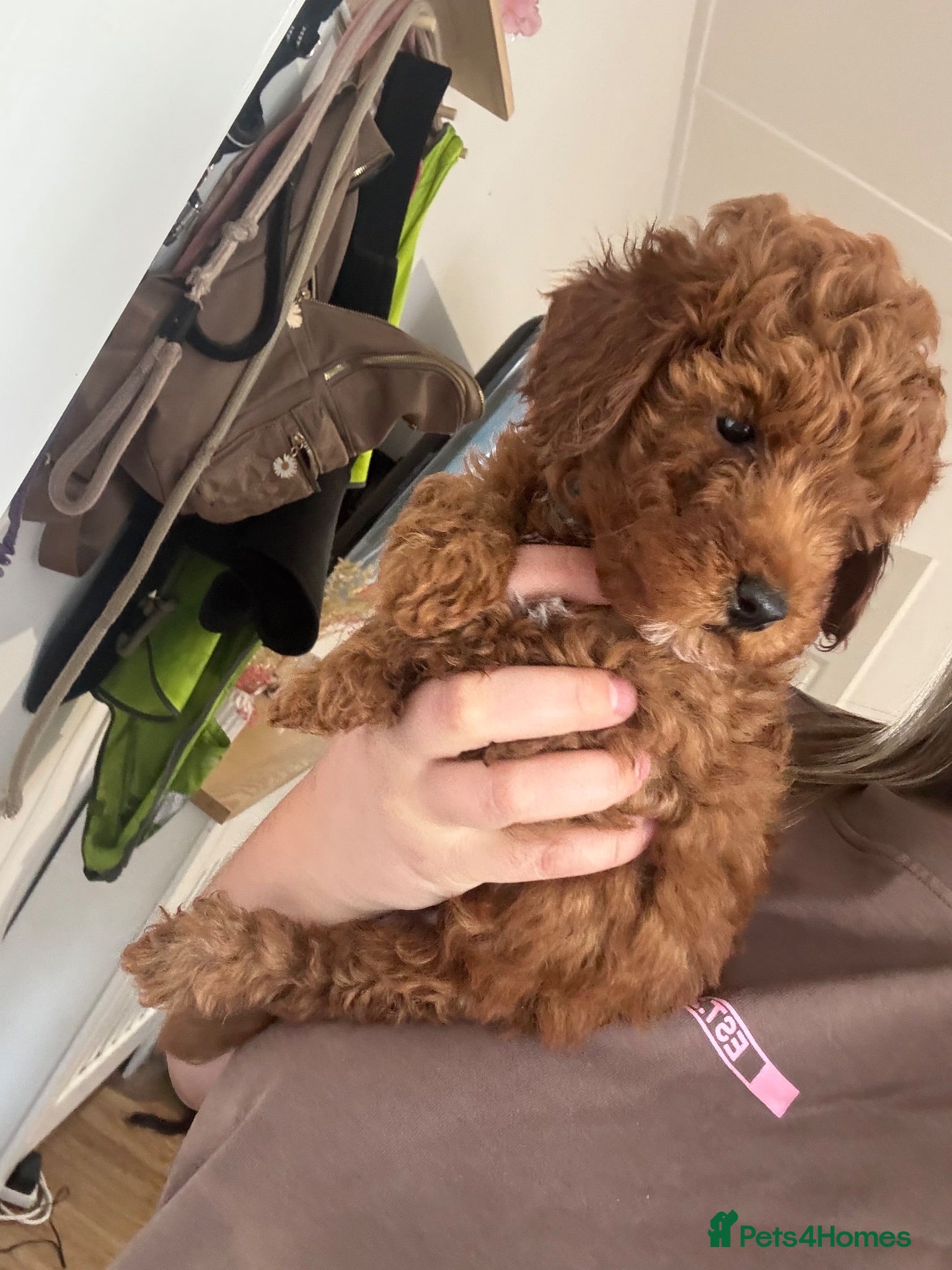Toy Poodle dogs 🩷💙 Deep Red Toy Poodle Puppies 🌟 - Advert 13