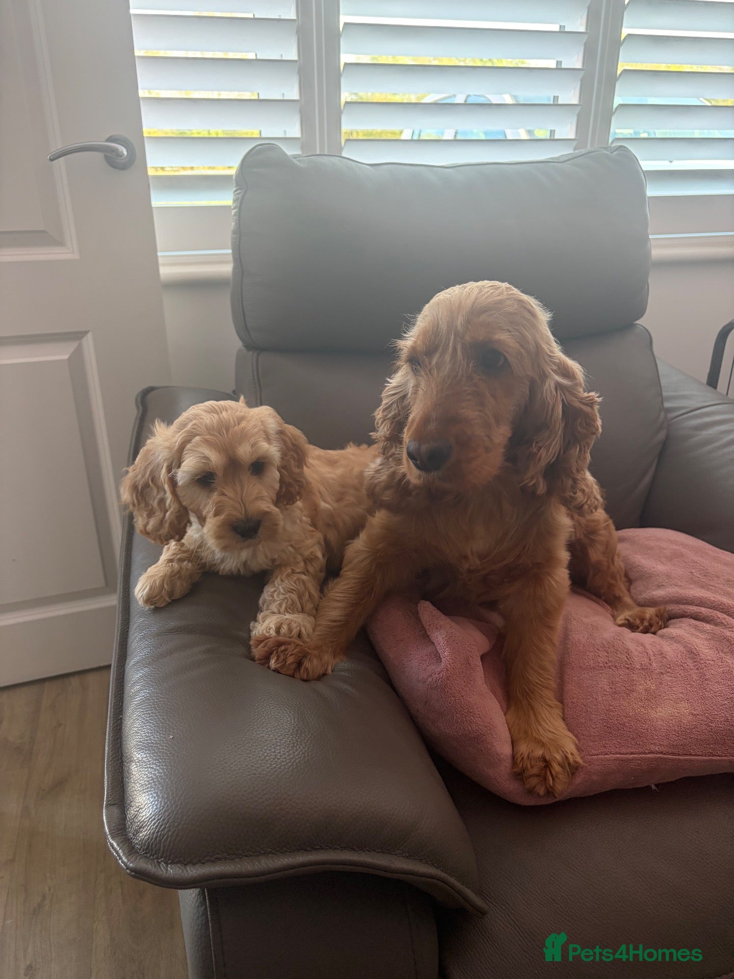 Cockapoo dogs 💗 Two females ready now 💗 - Advert 1