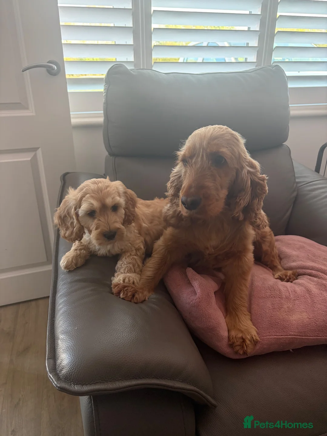 Cockapoo dogs for sale: 💗 Two females ready now 💗 - Advert 8