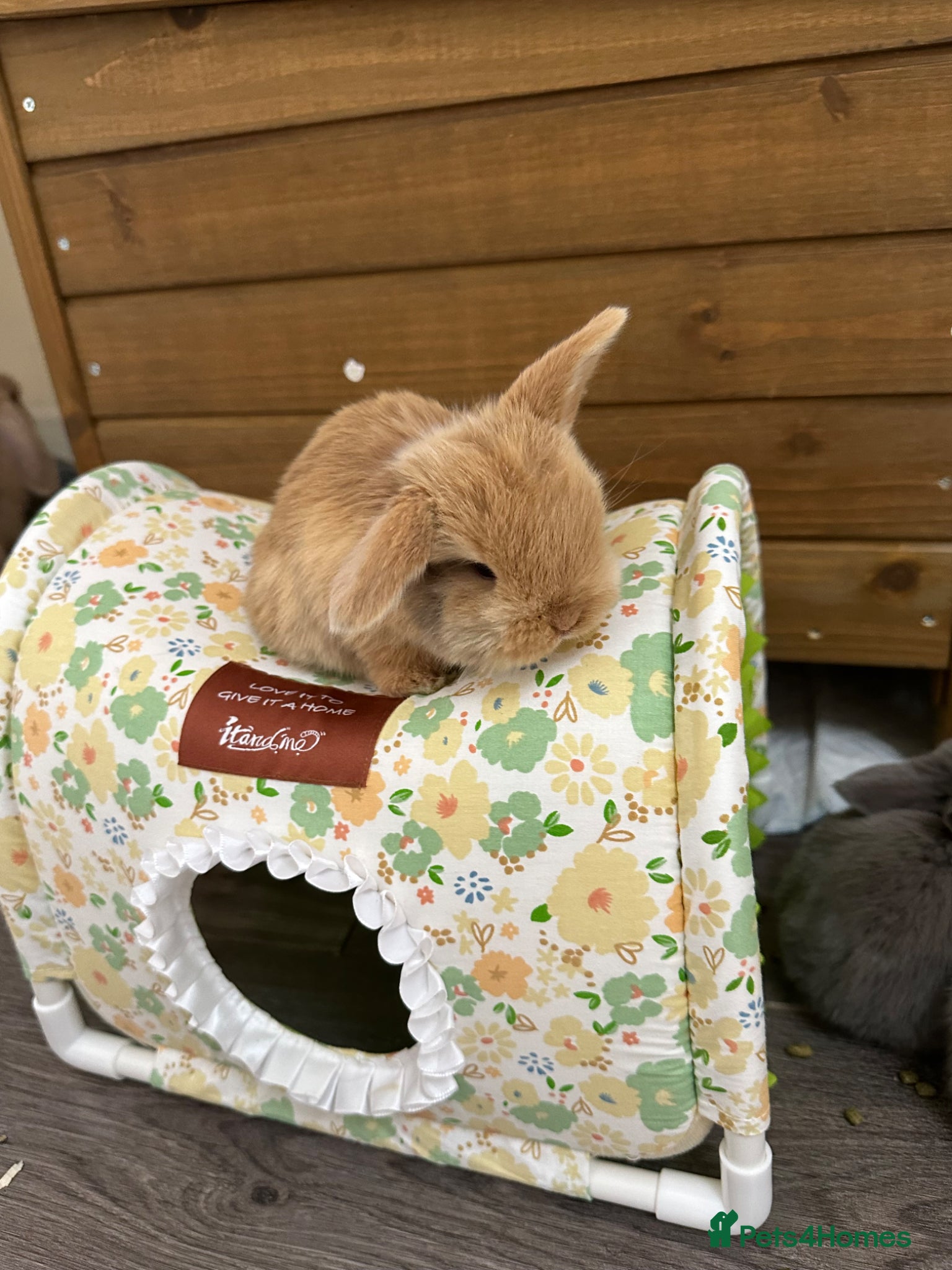 Mini Lop rabbits Beautiful Boys & Girl Mini Lops for sale  - Advert 17