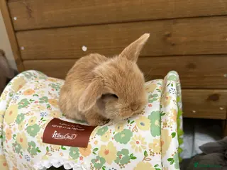 Mini Lop rabbits Beautiful Boys & Girl Mini Lops for sale - Advert 17