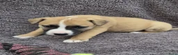 Mixed Breed dogs for sale: Lurcher bull puppies for sale - Advert 27