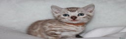 Bengal cats for sale: Pedigree TICA Bengal Kittens - Ready 07/01/26 - Advert 18