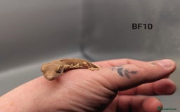 Gecko reptiles for sale: Red Phantom Lily White Crested Gecko CB25  - Image 4