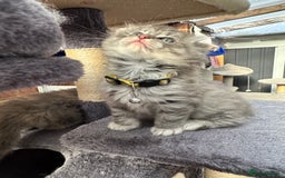 Scottish Fold cats for sale: Stunningly beautiful Scottish Fold x Ragdoll  - Image 17