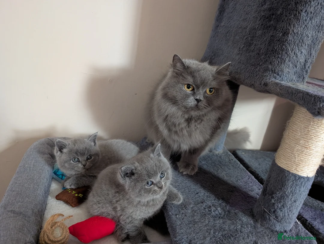 British Shorthair cats for sale:  2 Males British short hair  - Advert 6