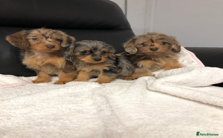 Doxiepoo dogs - Advert 2