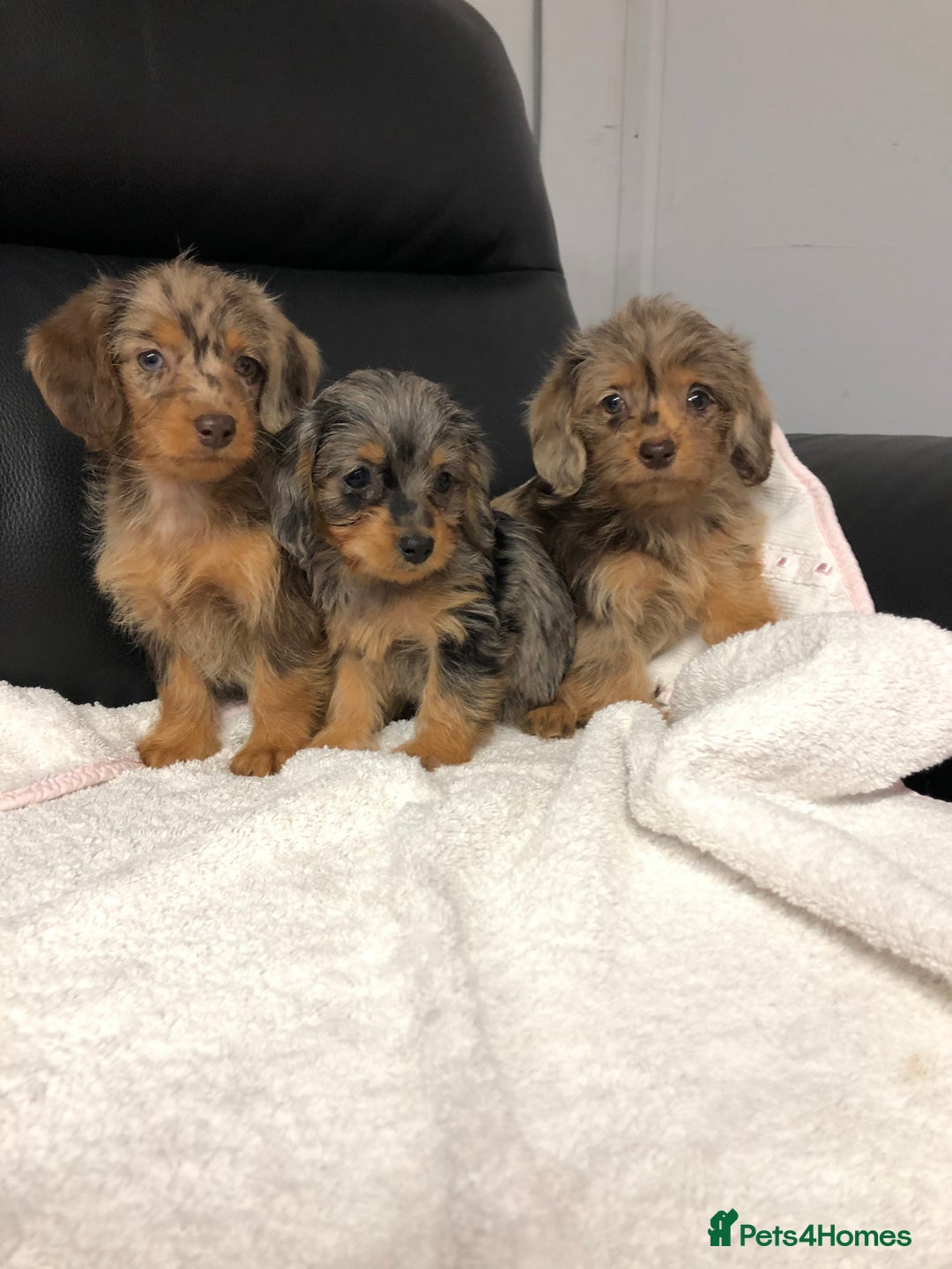 Doxiepoo dogs for sale: Doxiepoo Puppies - Image 1