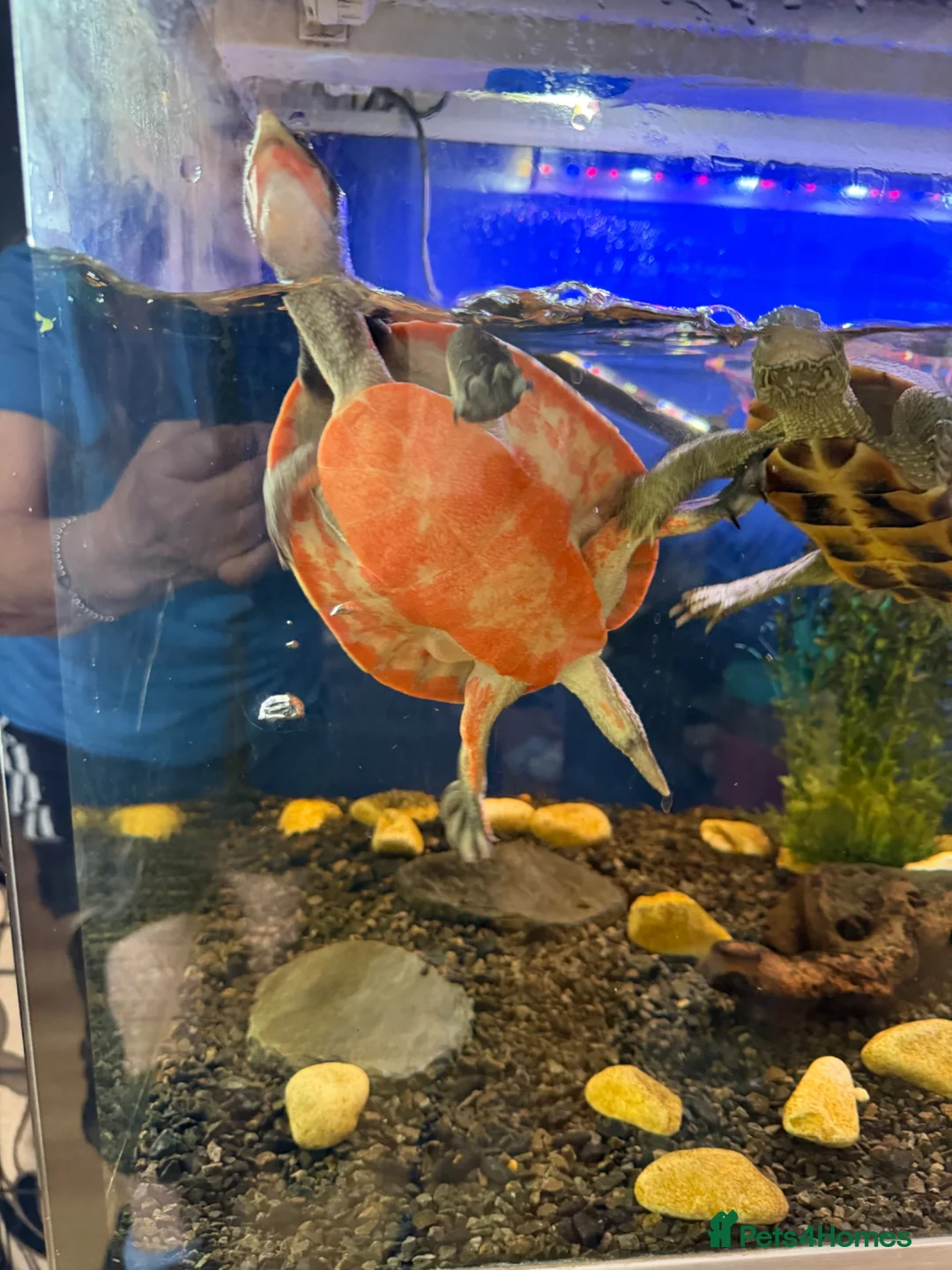 Turtle reptiles for sale: Pink Bellied Turtle  - Advert 4