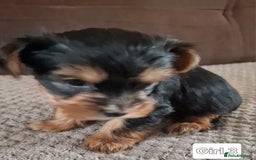 Yorkshire Terrier dogs for sale: Miss Asya puppies - Image 7