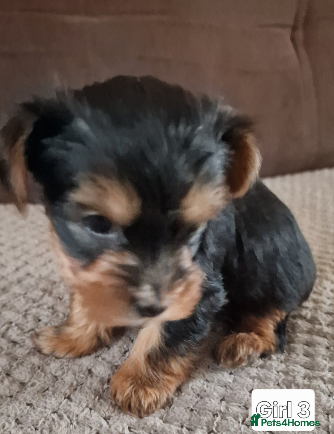 Yorkshire Terrier dogs for sale: Miss Asya puppies - Image 7