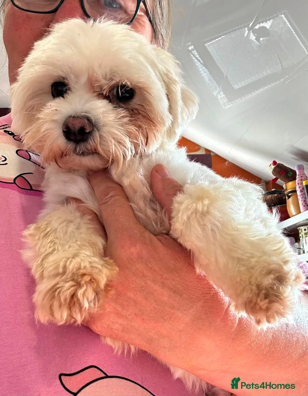 Mixed Breed dogs for adoption: Laly - In Ayr Looking for a home  - Advert 2