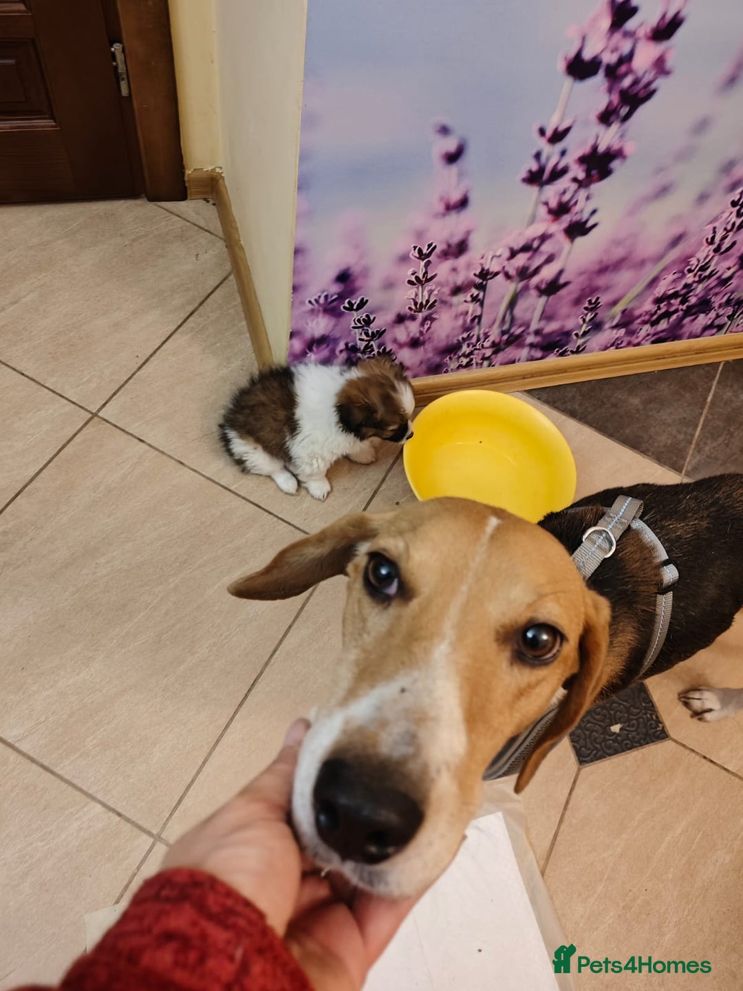 Mixed Breed dogs for adoption: ❤️🐶Radna elegant 2 yo Estonian Hound❤️🐶 - Advert 13