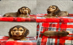 Cocker Spaniel dogs for sale: STUNNING COCKER SPANIEL PUPPIES  - Image 27