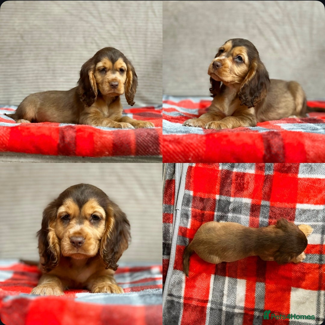 Cocker Spaniel dogs for sale: STUNNING COCKER SPANIEL PUPPIES  - Image 27