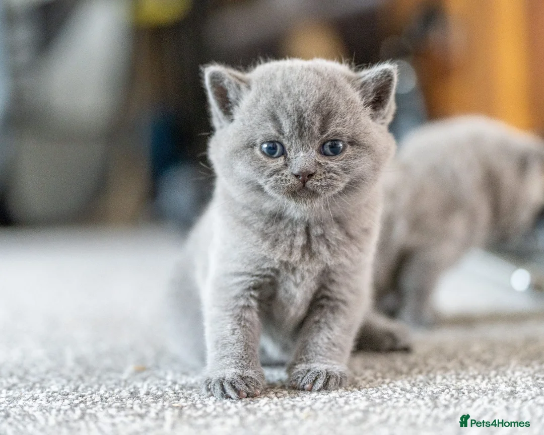British Shorthair cats for sale: British Shorthair kittens ACTIVE/Non-active - Advert 19