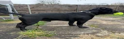 Staffordshire Bull Terrier dogs for stud: Our gorgeous Staffordshire bull terrier Dennis  - Advert 3
