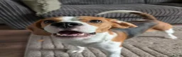 Beagle dogs for stud: Baxter - 2 Year Old Beagle for Stud - Advert 21