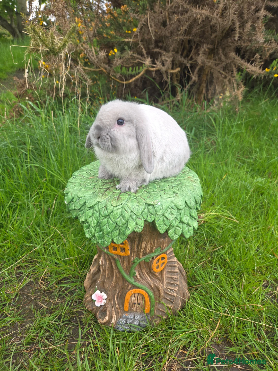 Mini Lop rabbits for sale: PURE MINI LOP BUNNIES  - Advert 2