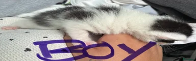 Male black & white spotty 