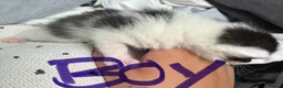 Mixed Breed cats for sale: beautiful mixed coloured kittens  - Advert 6