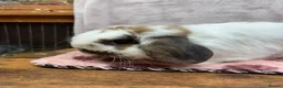 Mini Lop rabbits for sale: Mini lops 1 year old super friendly - Advert 2