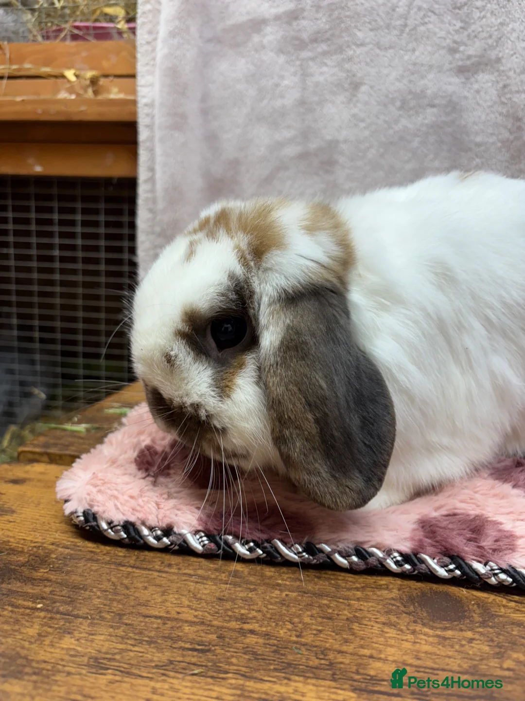 Mini Lop rabbits for sale: Mini lops 1 year old super friendly - Advert 2