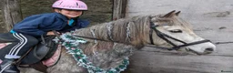 Riding pony horses for sale: Star  - Advert 3