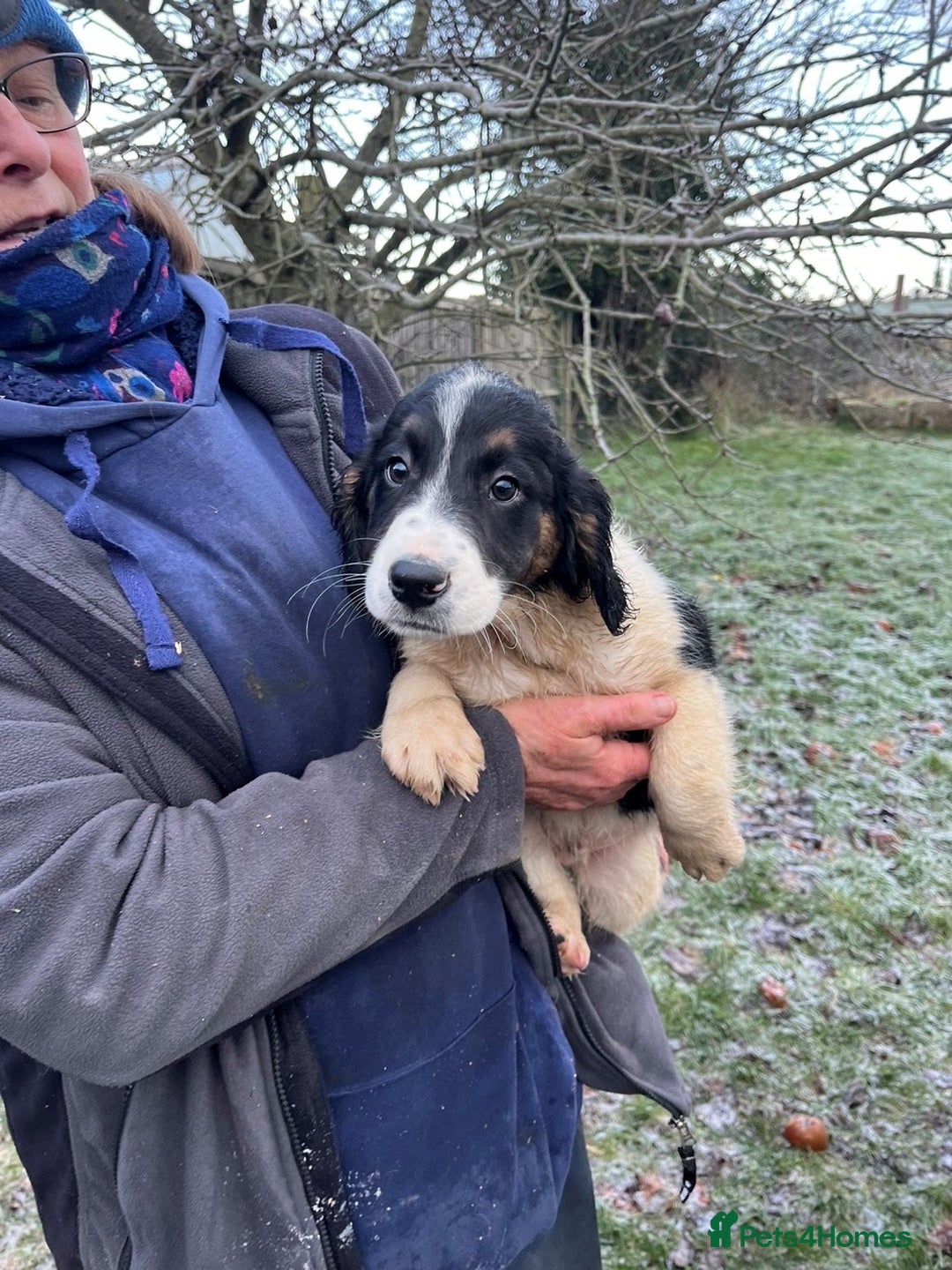 Mixed Breed dogs for sale: Border Collie x Cocker spaniel Pups  - Advert 11