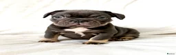 French Bulldog dogs for sale: STUNNING FRENCH BULLDOG PUPS in Manchester - Advert 1