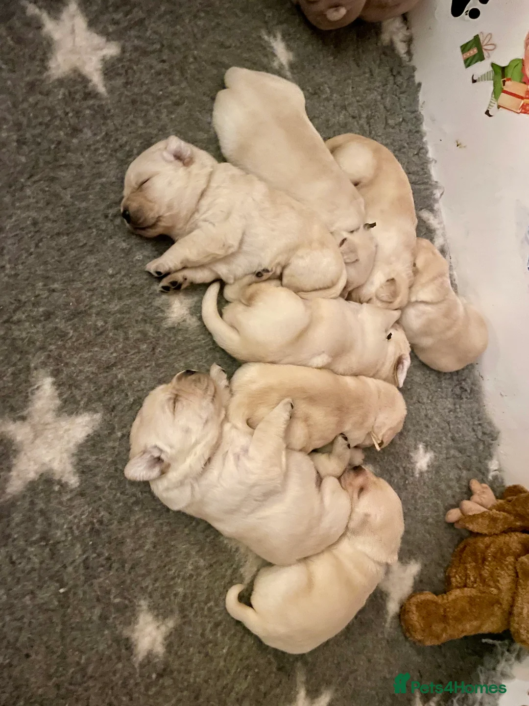 Labrador Retriever dogs for sale: Fabulous KC Champion Lines Labrador Puppies - Advert 16