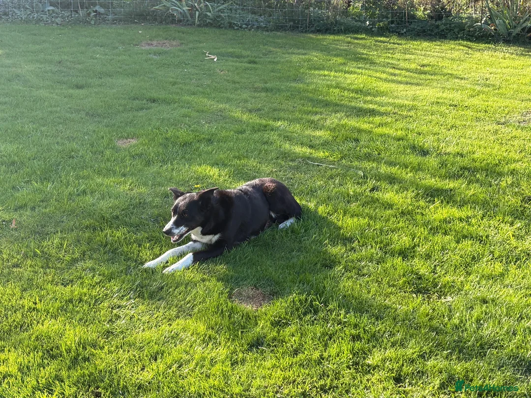 Borador dogs for sale: Beautiful Borodor’s  - Advert 2