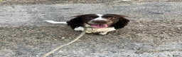 English Springer Spaniel dogs for sale: 2 year old entire female  - Advert 1