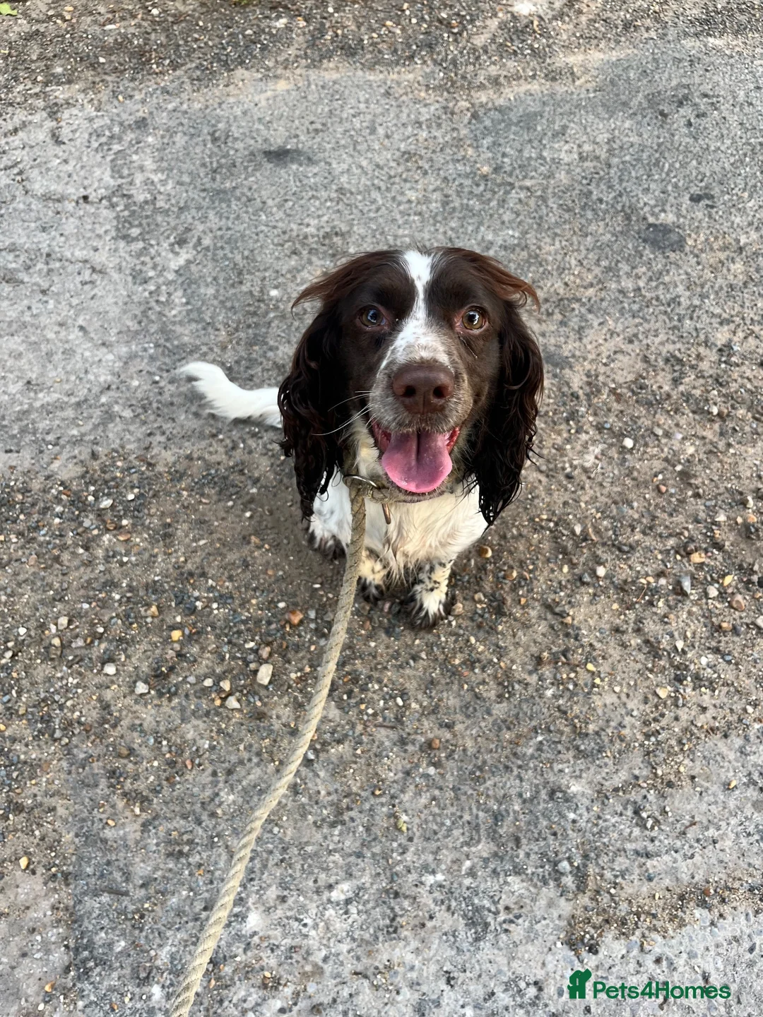 English Springer Spaniel dogs for sale: 2 year old entire female  - Advert 1