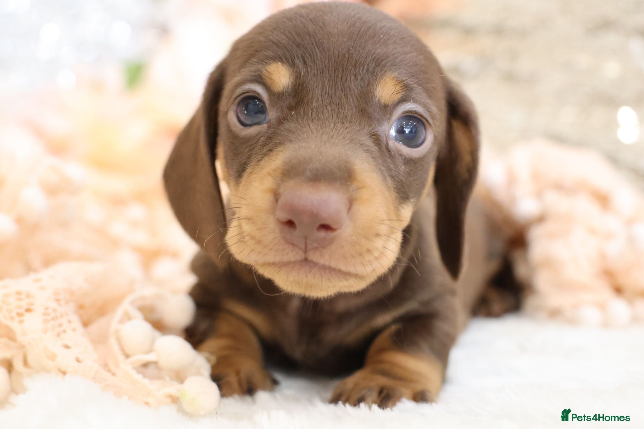Miniature Dachshund dogs KC Miniature Dachshund Puppies - Advert 1