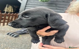Labrador Retriever dogs for sale: 7 Labrador Puppies - Image 26