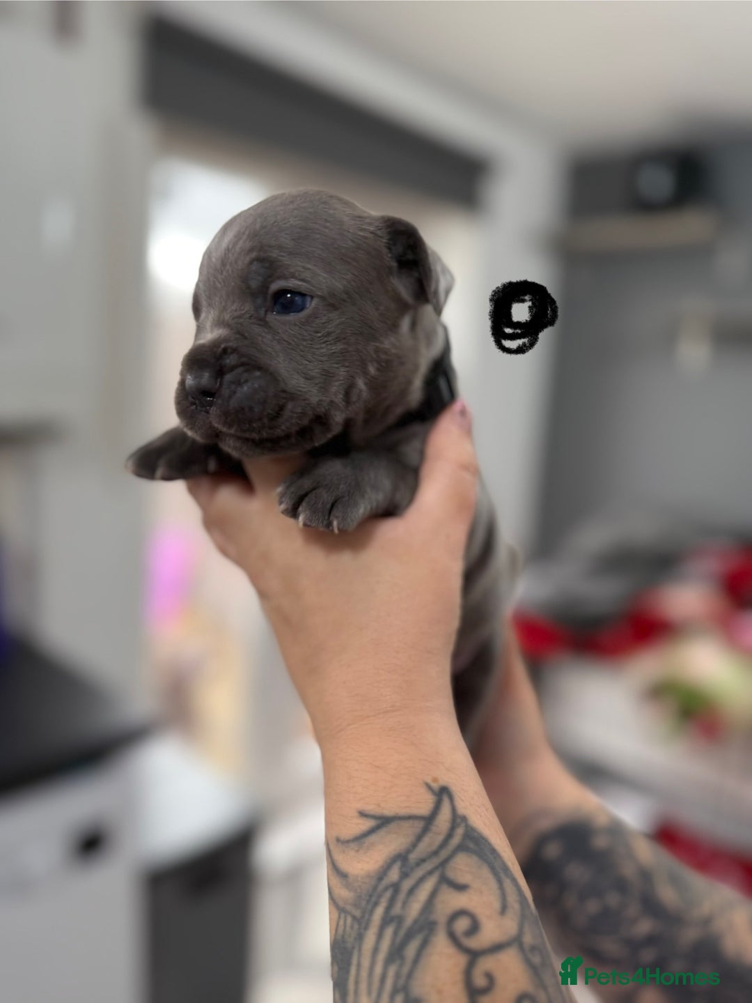 Mixed Breed dogs for sale: staffy x cane corso  - Image 17