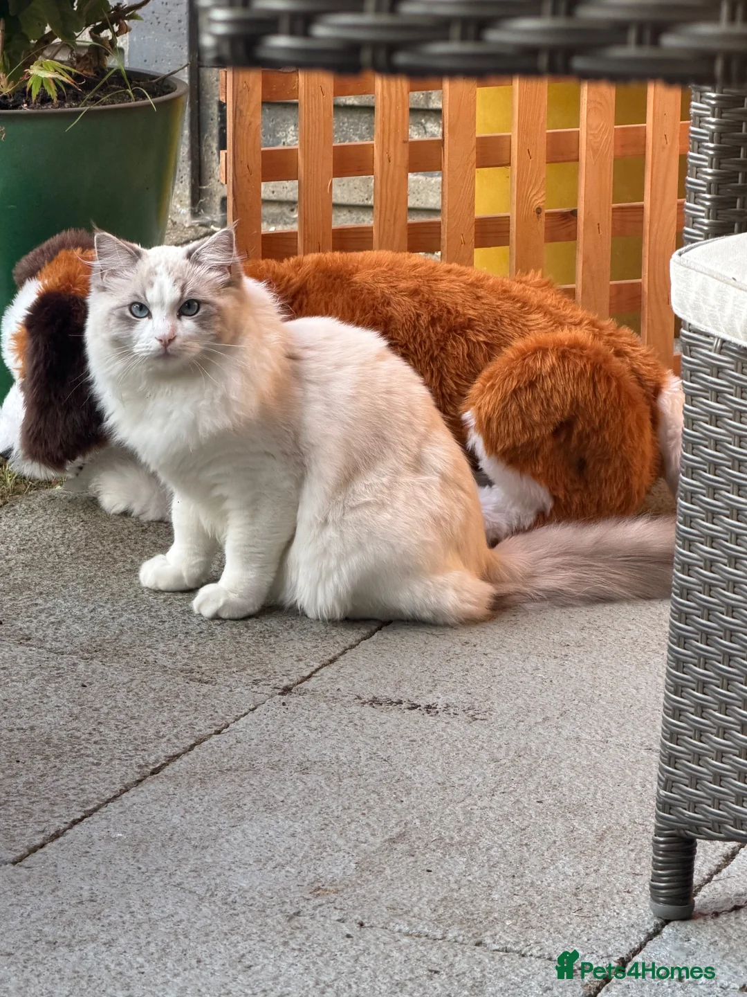 Ragdoll cats for sale: Male kitten  - Advert 1