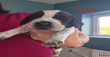 Cocker Spaniel dogs - Advert 9