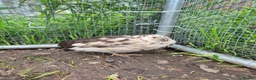 Quail poultry for sale: Mixed variety Coturnix Quail - Advert 11