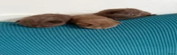 British Shorthair cats for sale: British shorthair cinnamon brown Kittens  - Advert 3