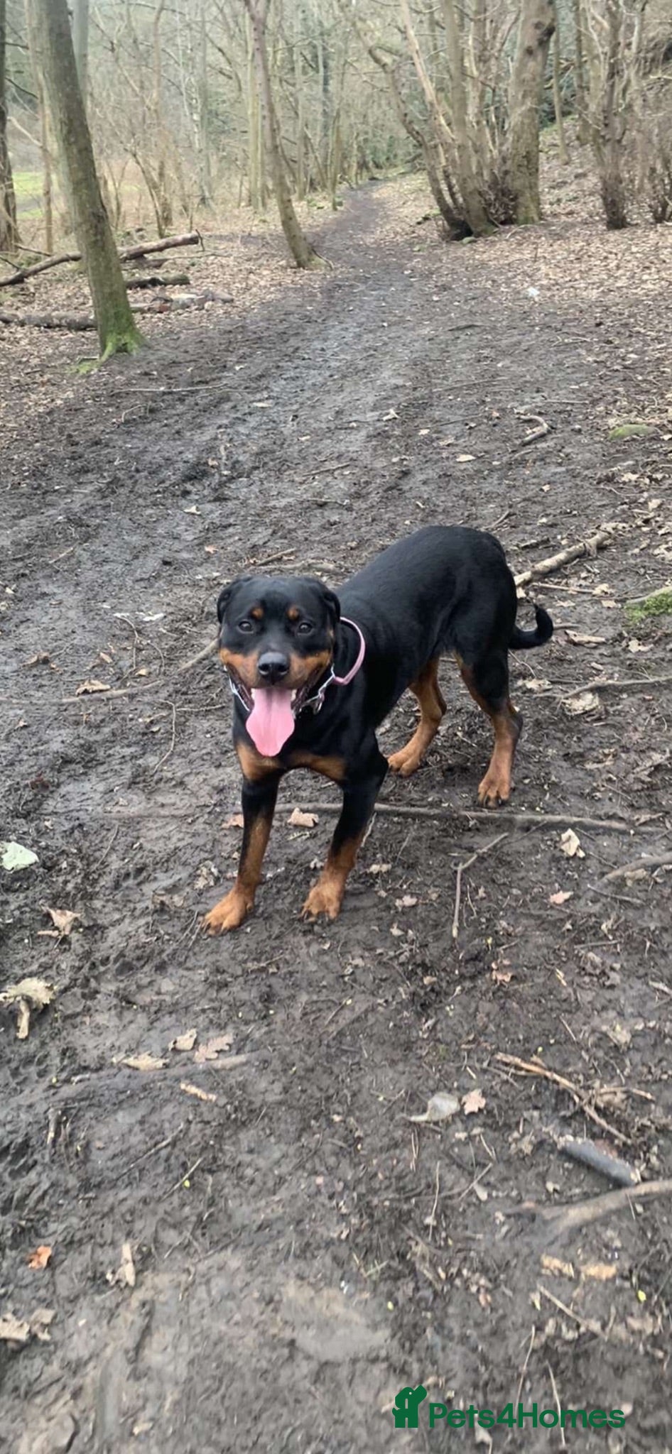 Rottweiler dogs Female rottie  - Advert 1