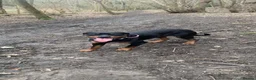 Rottweiler dogs for sale: Female rottie  in Edinburgh - Advert 1