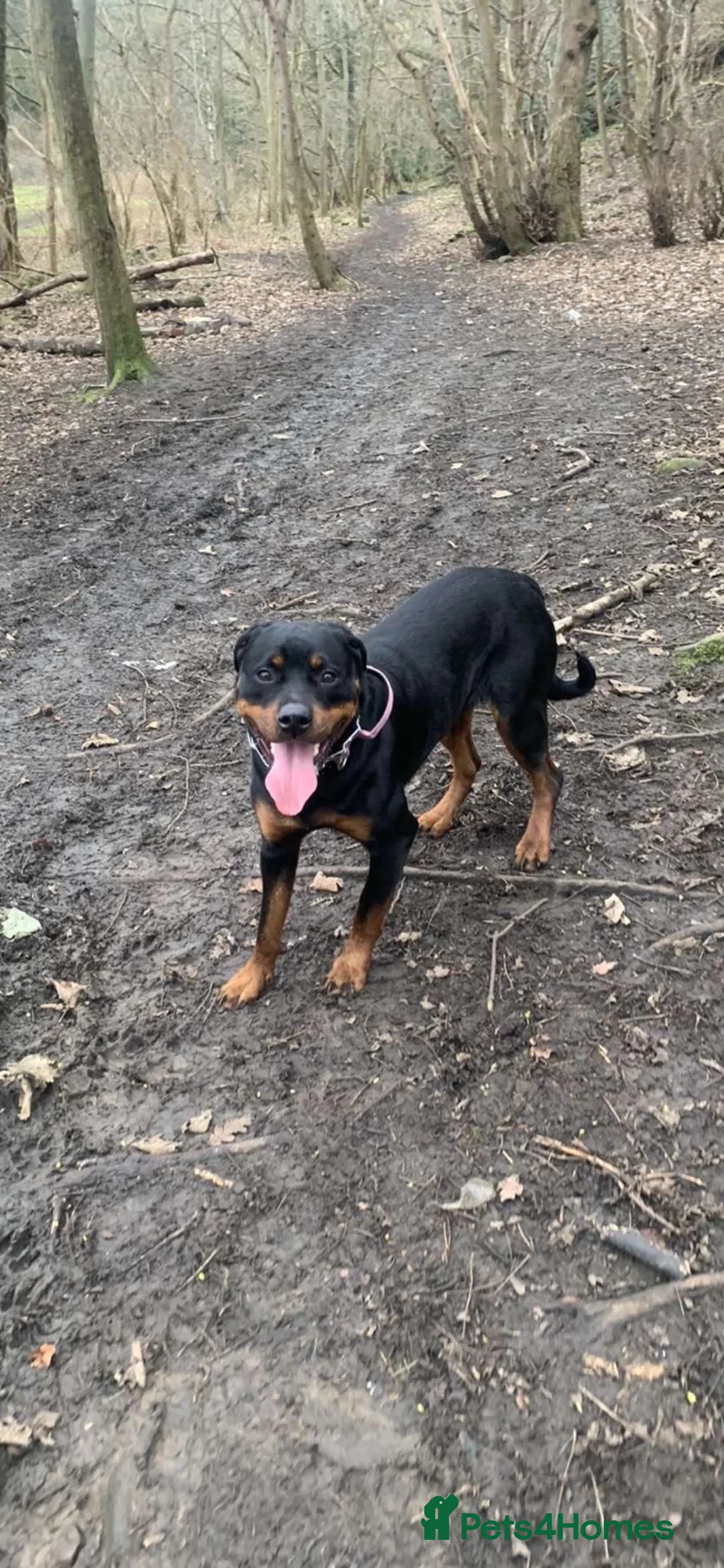 Rottweiler dogs for sale: Female rottie  in Edinburgh - Advert 1