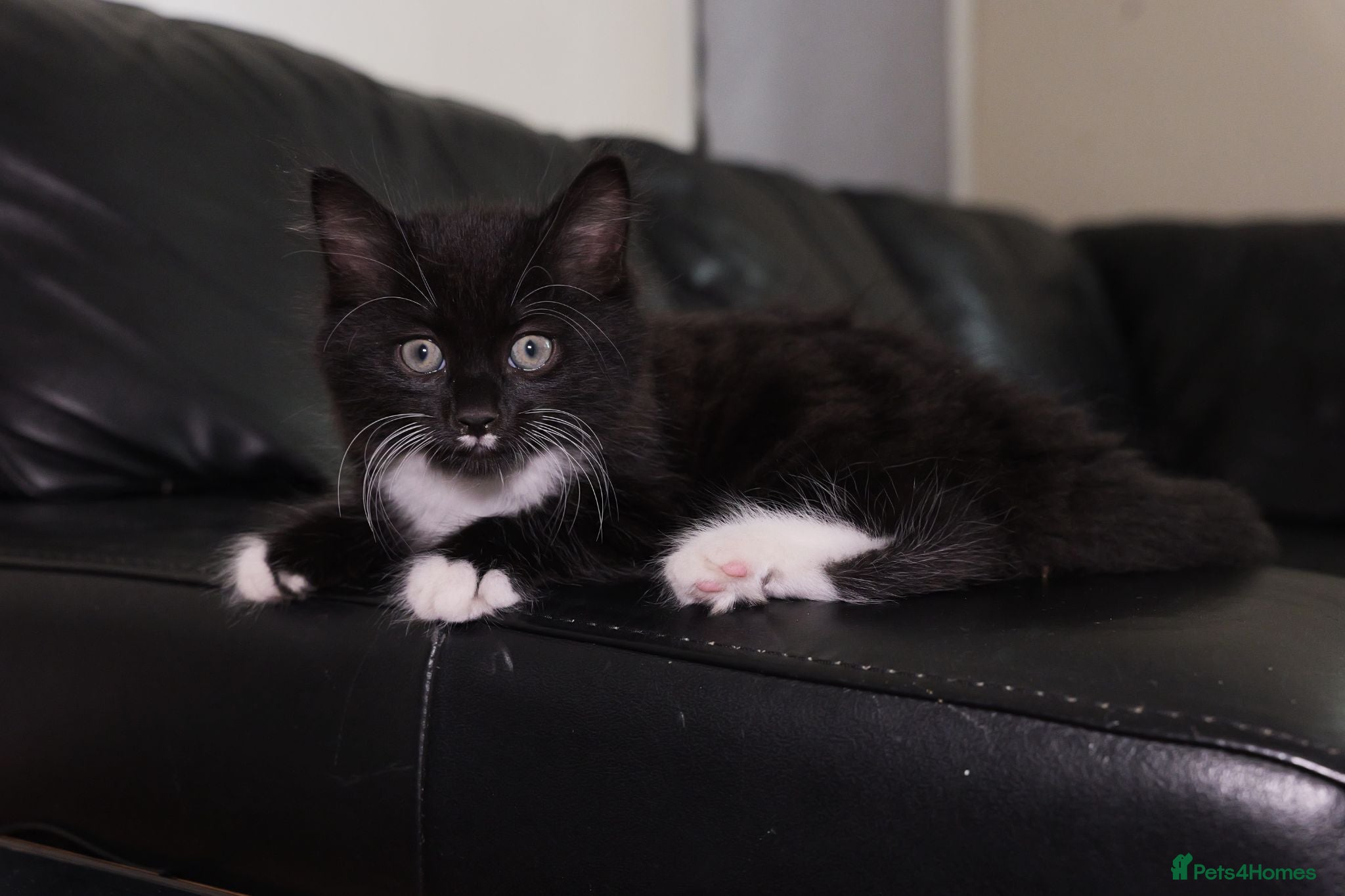 Turkish Angora cats Turkish Angora Mix Kittens - Advert 2
