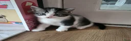 Mixed Breed cats for sale: Stunning bi-colour kittens in Ipswich - Advert 20