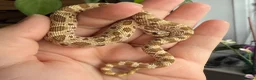 Snake reptiles for sale: Various Western Hognose Hatchlings - Advert 24
