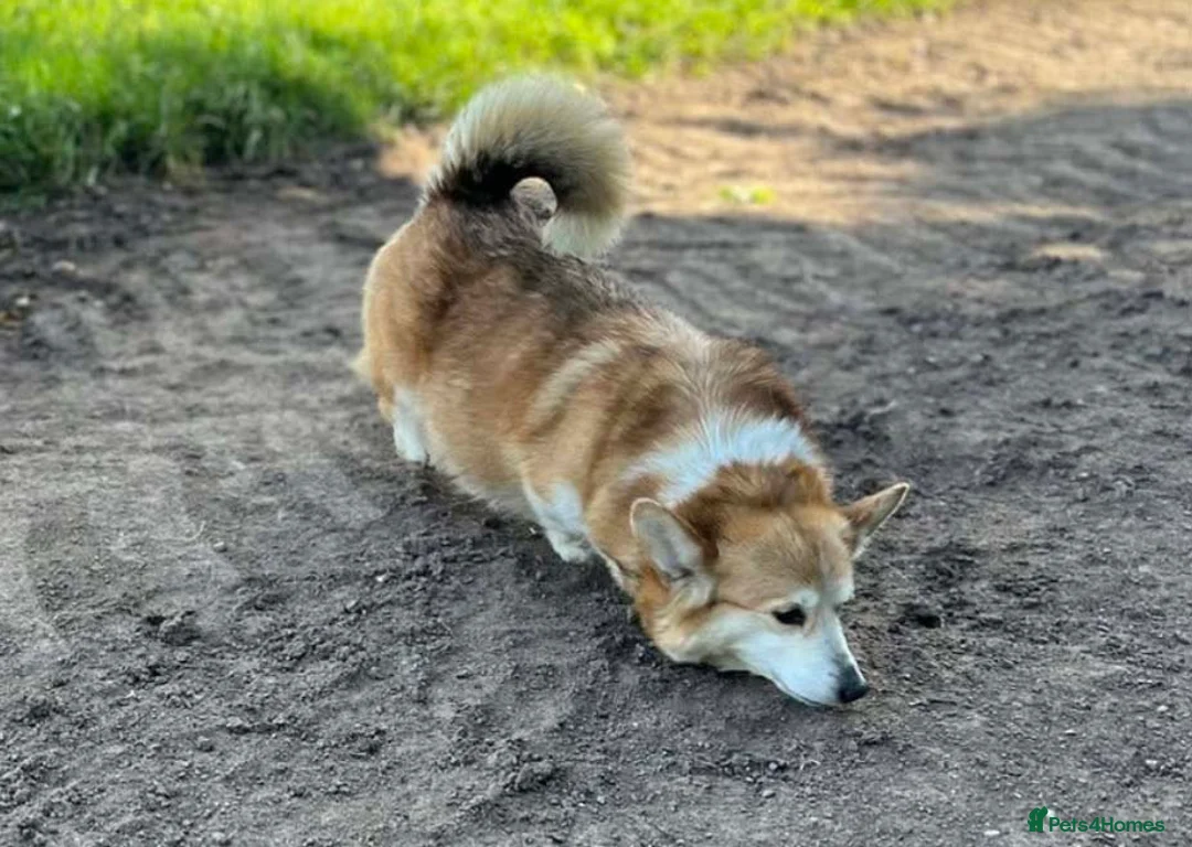 Welsh Corgi Pembroke dogs for sale: Two Male Welsh Corgis Pembroke - Advert 2